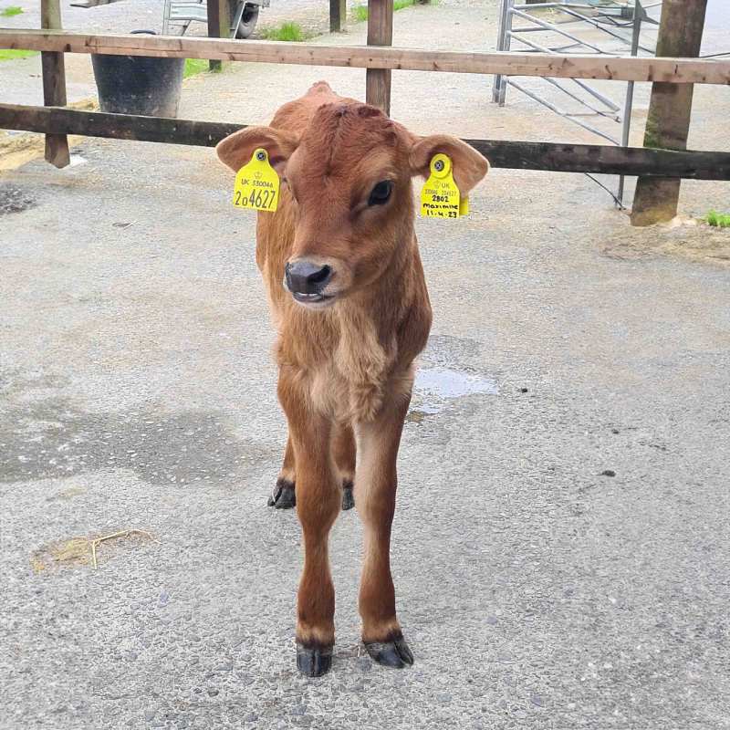 Marmalade The Cow