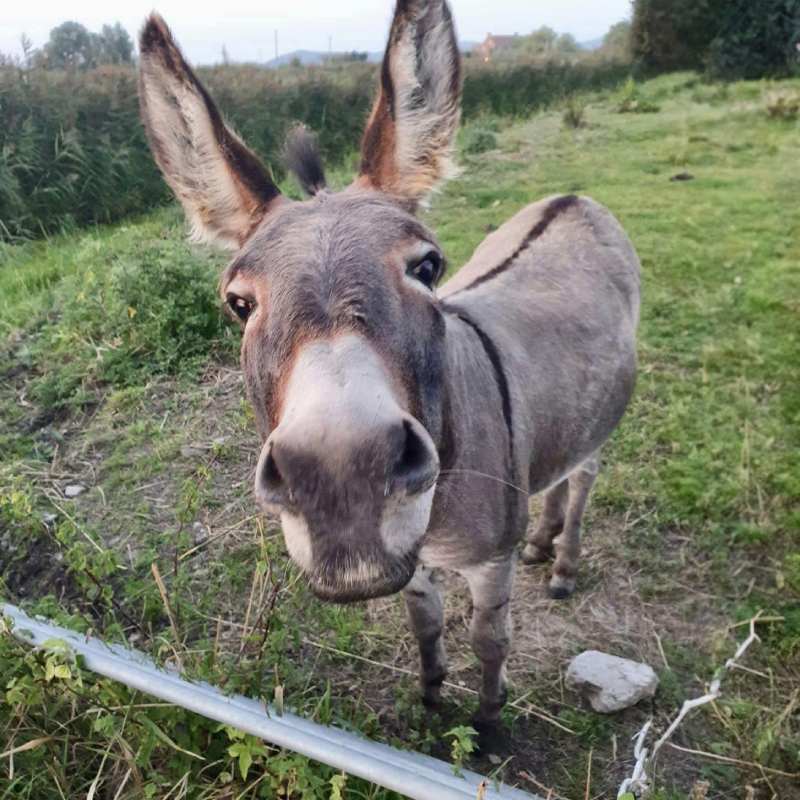 Jasper The Donkey