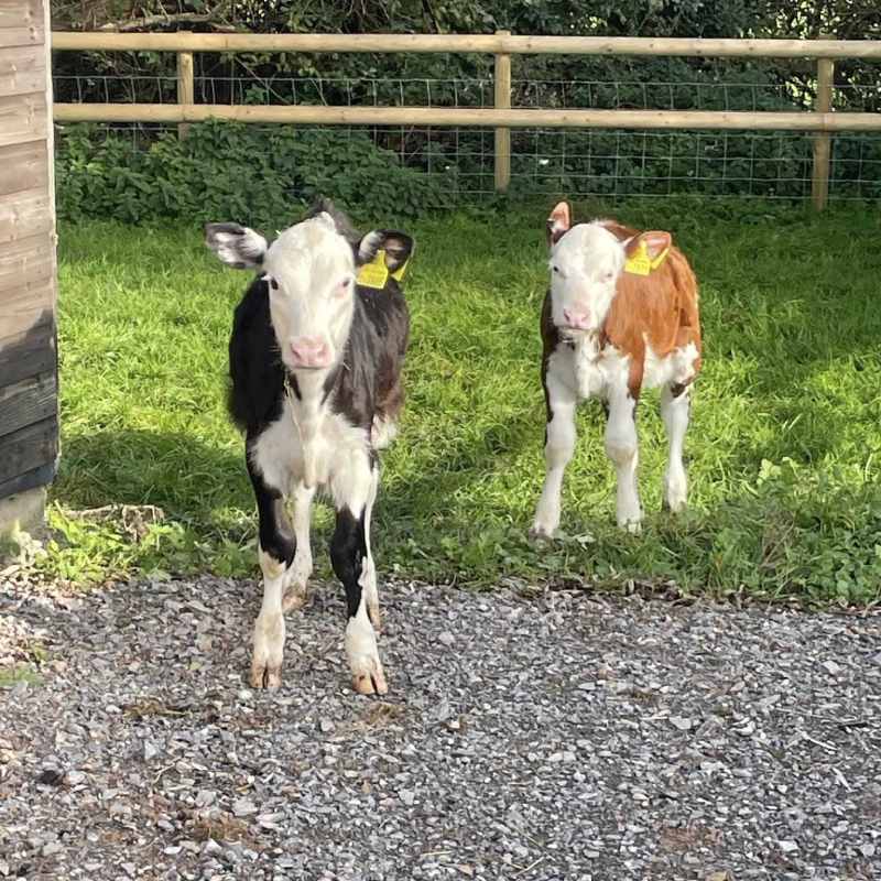 Matilda and Mabel The Cows