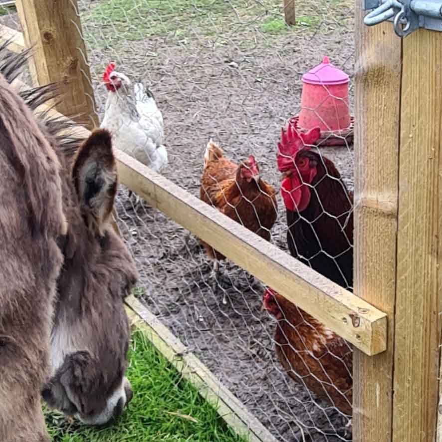 Rocky the Cockerel