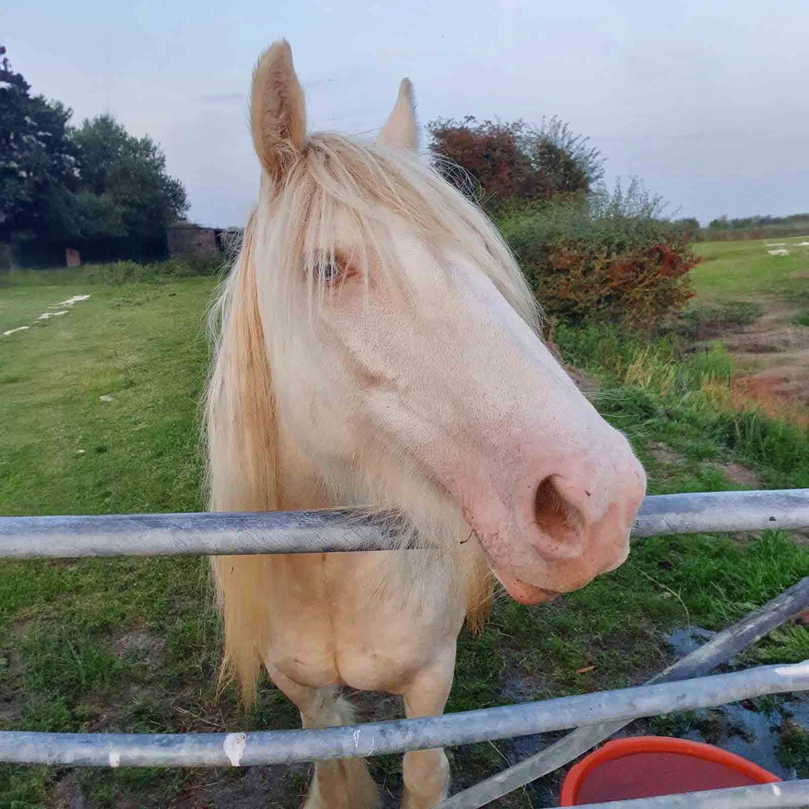 Willow The Mare